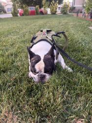 Found/Stray Male Dog last seen Cajun st and El nido, Lancaster, CA 93535