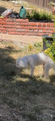 Lost Male Dog last seen Central and Manchester, Los Angeles, CA 90002