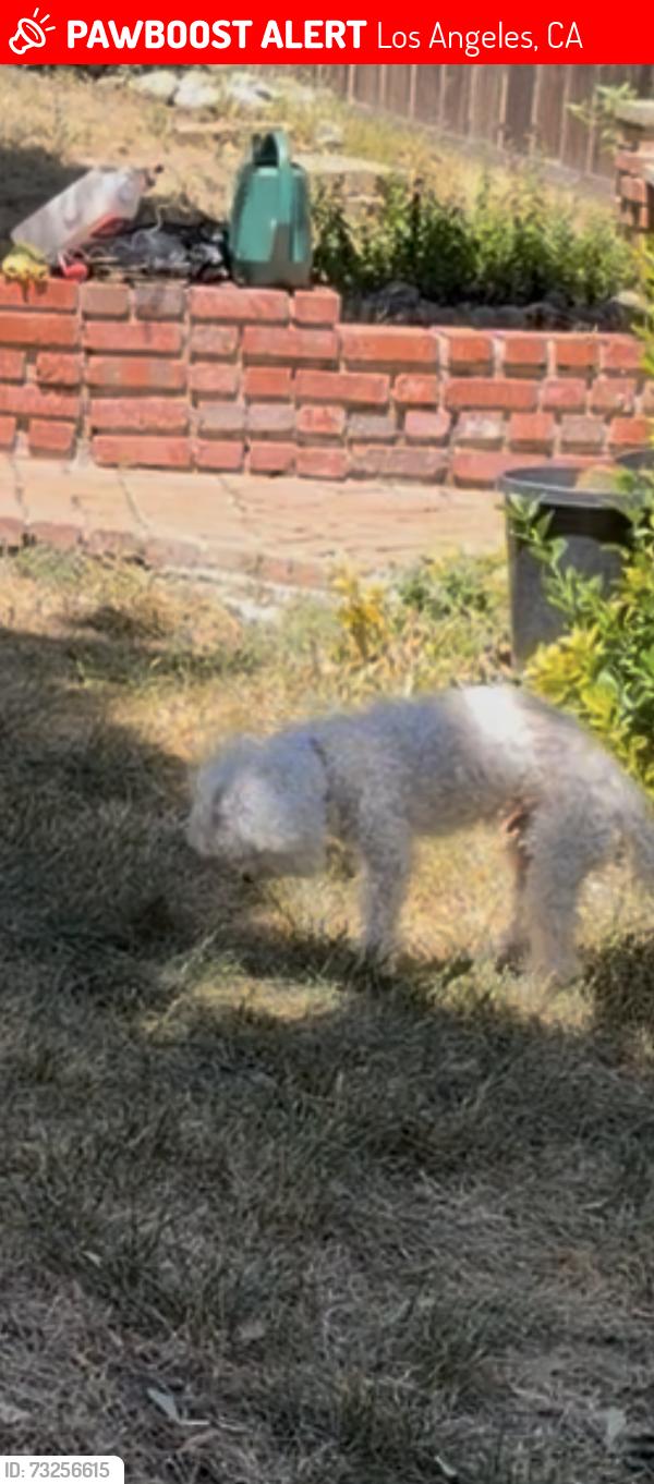 Lost Male Dog last seen Central and Manchester, Los Angeles, CA 90002