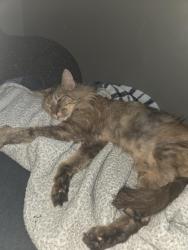 Lost Female Cat last seen Between Ruthorford or Ustick, Modesto, CA 95358