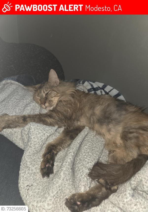 Lost Female Cat last seen Between Ruthorford or Ustick, Modesto, CA 95358