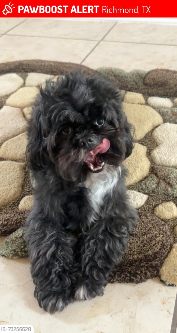 Lost Male Dog last seen Corey bend ct, Richmond, TX 77407