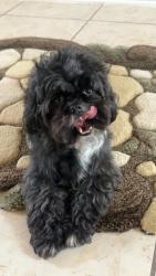 Lost Male Dog last seen Corey bend ct, Richmond, TX 77407