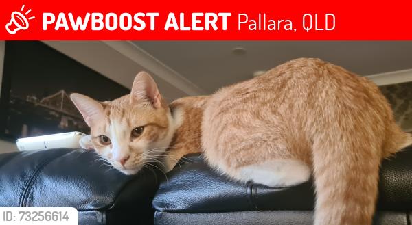 Lost Male Cat last seen Hilltop circuit, Pallara, QLD 4110