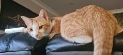 Lost Male Cat last seen Hilltop circuit, Pallara, QLD 4110