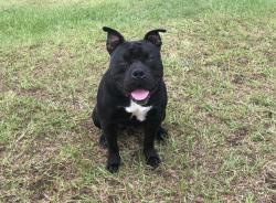 Lost Male Dog last seen By the dropzone, Fort Mitchell, AL 36856