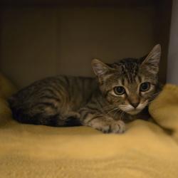 Shelter Stray Male Cat last seen Near Las Positas Road, LIVERMORE, CA, 94551, 8323 Baldwin St, Oakland, CA 94621, USA