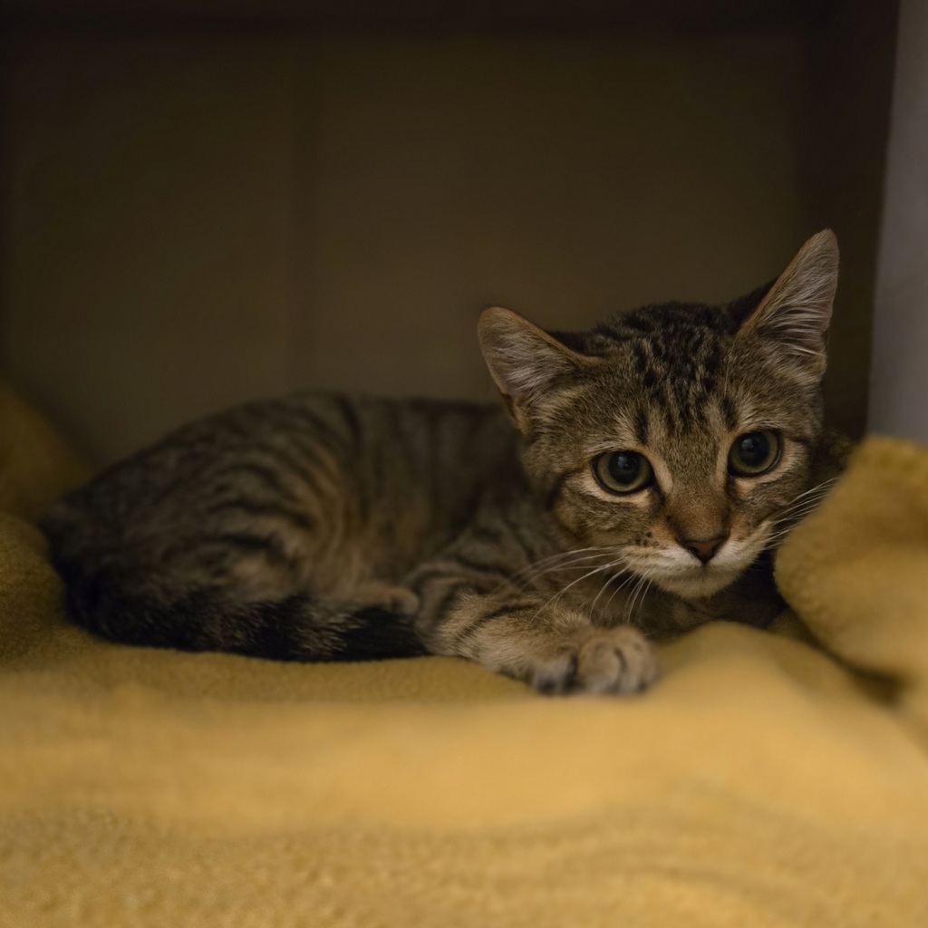 Shelter Stray Male Cat last seen Near Las Positas Road, LIVERMORE, CA, 94551, 8323 Baldwin St, Oakland, CA 94621, USA
