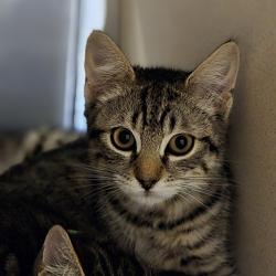 Shelter Stray Male Cat last seen Near Las Positas Road, LIVERMORE, CA, 94551, 8323 Baldwin St, Oakland, CA 94621, USA