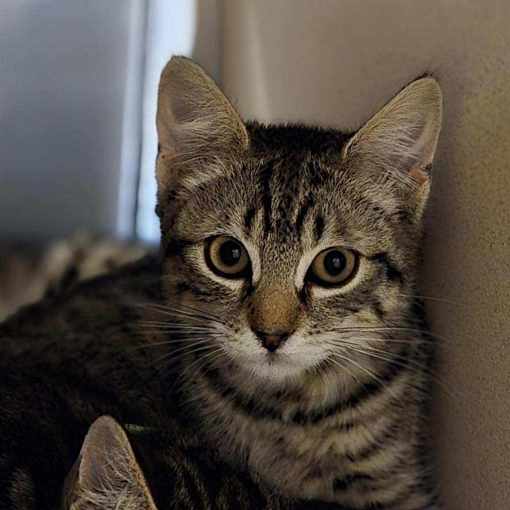 Shelter Stray Male Cat last seen Near Las Positas Road, LIVERMORE, CA, 94551, 8323 Baldwin St, Oakland, CA 94621, USA