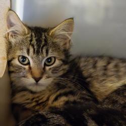 Shelter Stray Male Cat last seen Near Las Positas Road, LIVERMORE, CA, 94551, 8323 Baldwin St, Oakland, CA 94621, USA