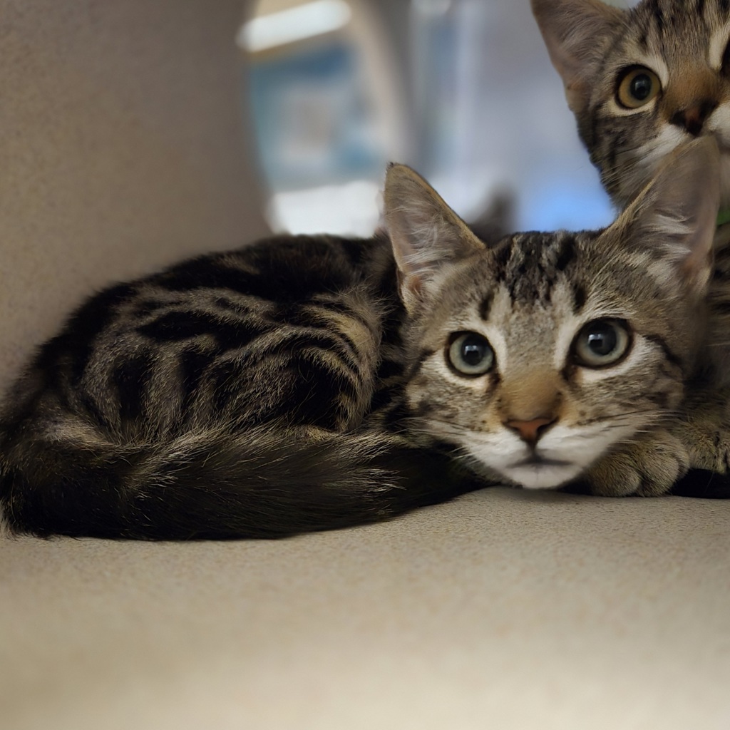 Shelter Stray Male Cat last seen Near Las Positas Road, LIVERMORE, CA, 94551, 8323 Baldwin St, Oakland, CA 94621, USA
