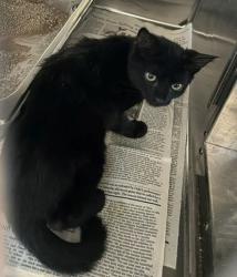 Shelter Stray Unknown Cat last seen unknown, LIVERMORE, CA, 94551, 8323 Baldwin St, Oakland, CA 94621, USA