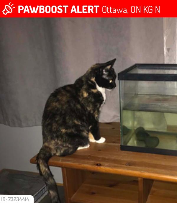 Lost Female Cat last seen Sale Barn Road, Ottawa, ON K1G 3N4