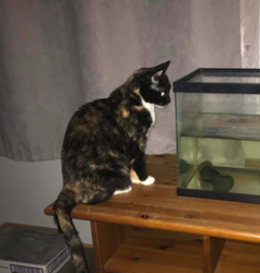 Lost Female Cat last seen Sale Barn Road, Ottawa, ON K1G 3N4