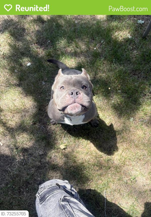 Reunited Male Dog last seen S Macon St Aurora, Aurora, CO 80012