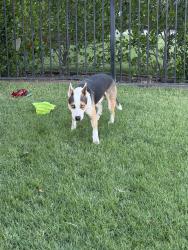 Found/Stray Male Dog last seen Airport, Manteca, CA 95336