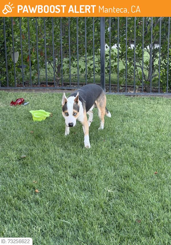 Found/Stray Male Dog last seen Airport, Manteca, CA 95336