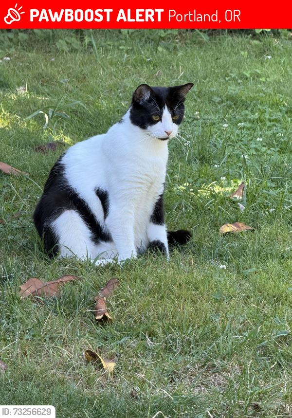 Lost Female Cat last seen Fessenden and N Adriatic, Portland, OR 97203