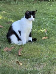 Lost Female Cat last seen Fessenden and N Adriatic, Portland, OR 97203