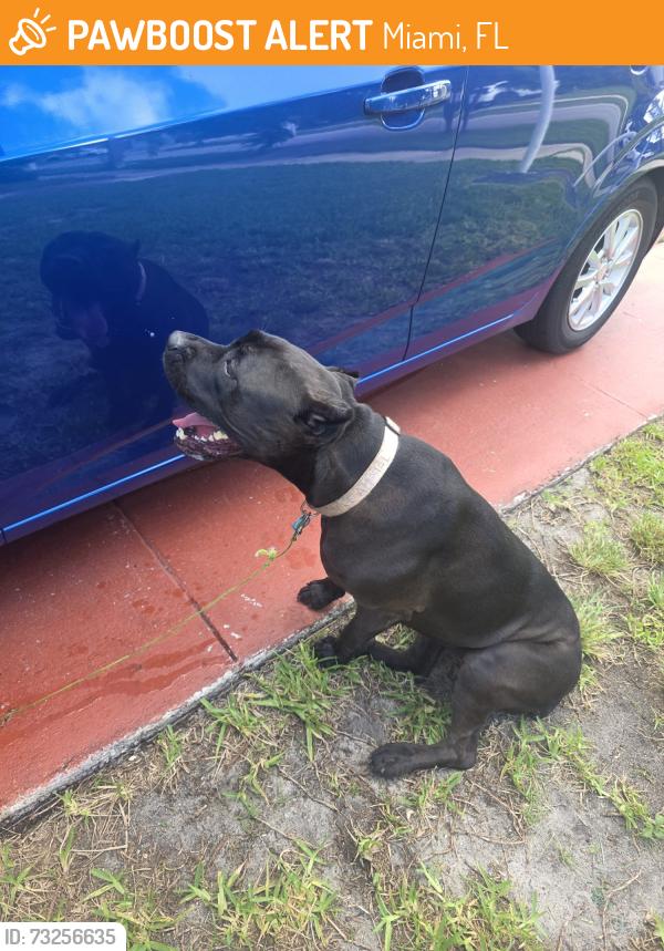 Found/Stray Female Dog last seen Near SW 176 Ter Miami fl 33177, Miami, FL 33177