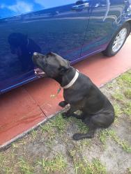 Found/Stray Female Dog last seen Near SW 176 Ter Miami fl 33177, Miami, FL 33177