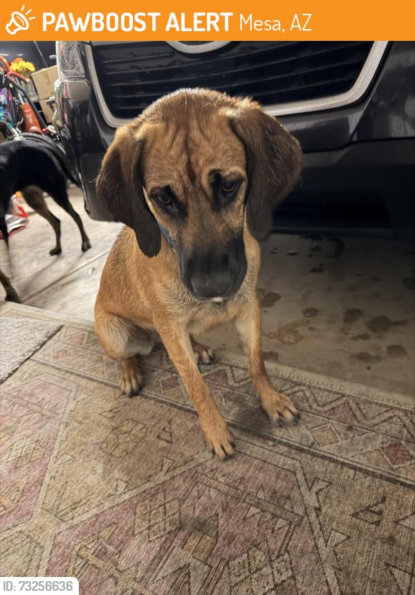 Found/Stray Female Dog last seen 24th st and Emalita Ave, Mesa, AZ 85204