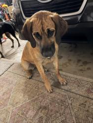 Found/Stray Female Dog last seen 24th st and Emalita Ave, Mesa, AZ 85204