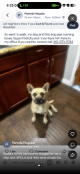 Found/Stray Male Dog last seen Freeman and Marine Ave Colarossi Paintkng, Lawndale, CA 90260