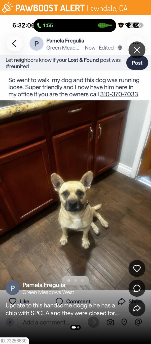 Found/Stray Male Dog last seen Freeman and Marine Ave Colarossi Paintkng, Lawndale, CA 90260