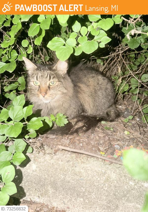 Found/Stray Unknown Cat last seen Near apmt complex, in bushes along fence with a hse behind it., Lansing, MI 48912