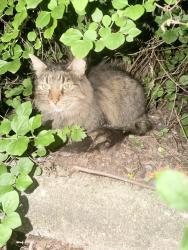 Found/Stray Unknown Cat last seen Near apmt complex, in bushes along fence with a hse behind it., Lansing, MI 48912