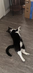 Reunited Male Cat last seen Orange and Stonybrook, Anaheim, CA 92804