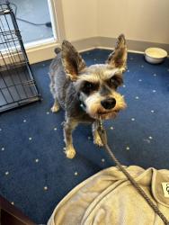 Lost Male Dog last seen santa fe new mexico, Santa Fe, NM 87508