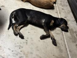 Found/Stray Female Dog last seen 24th street and Emalita Ave, Mesa, AZ 85204