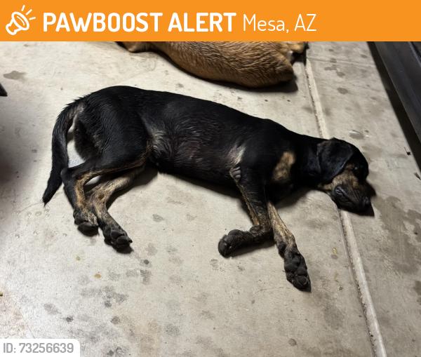 Found/Stray Female Dog last seen 24th street and Emalita Ave, Mesa, AZ 85204