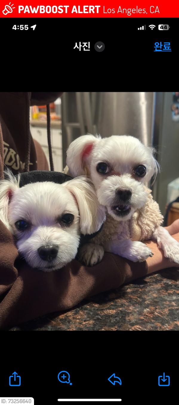 Lost Male Dog last seen Olympics and fedora, Los Angeles, CA 90005