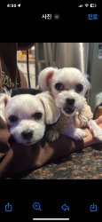 Lost Male Dog last seen Olympics and fedora, Los Angeles, CA 90005
