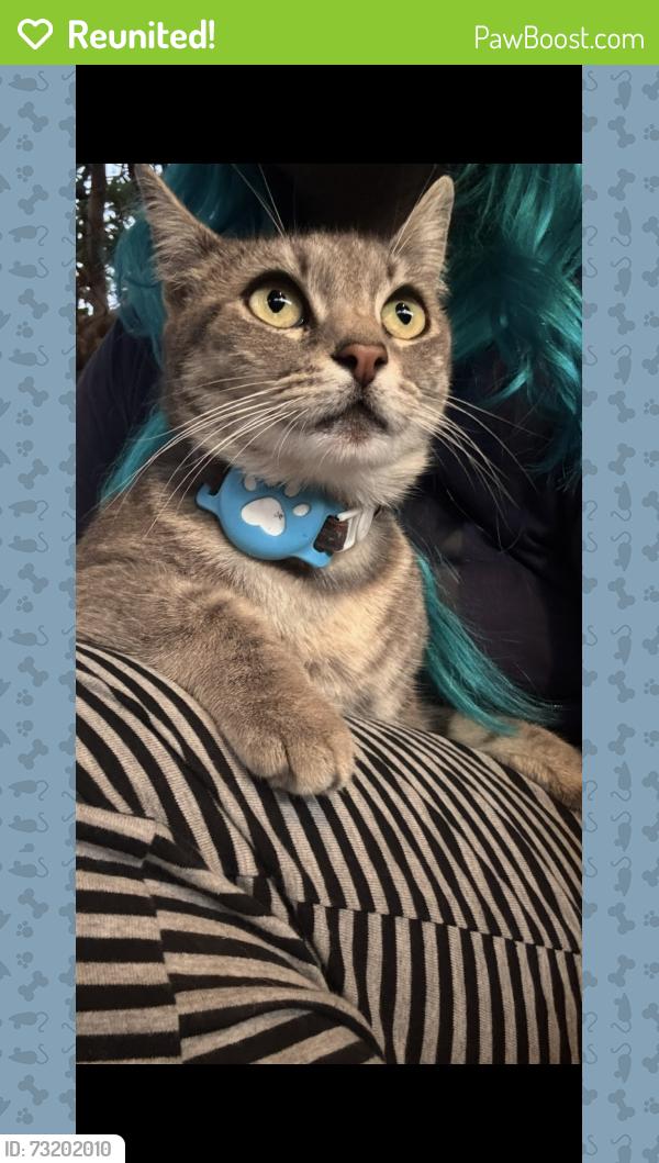 Reunited Female Cat last seen Near 7850 Malachite Ave, Rancho Cucamonga, CA 91730, Rancho Cucamonga, CA 91730