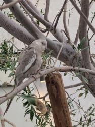 Found/Stray Unknown Bird last seen Decatur and warm springs, Las Vegas, NV 89139