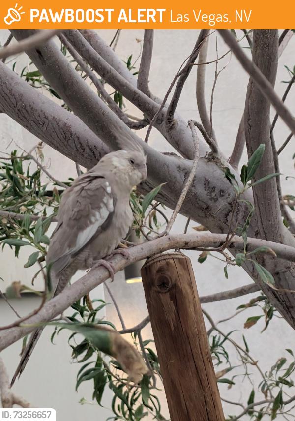 Found/Stray Unknown Bird last seen Decatur and warm springs, Las Vegas, NV 89139