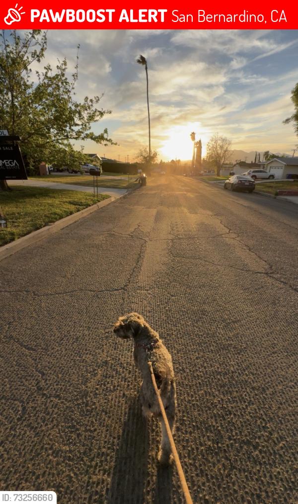 Lost Female Dog last seen Marshall and del rosa, San Bernardino, CA 92404