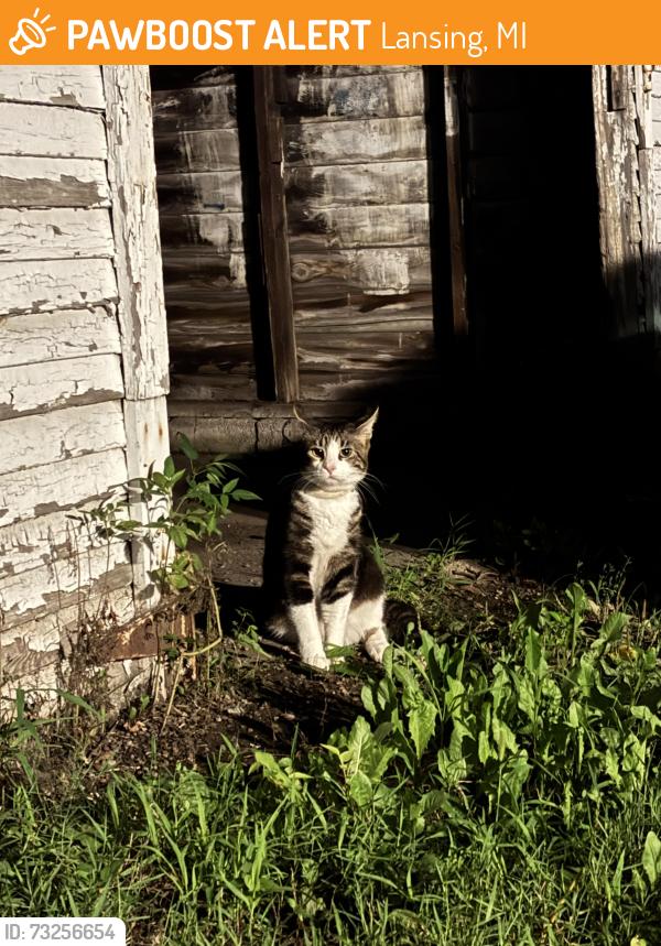 Found/Stray Unknown Cat last seen martin luther king and genesee, Lansing, MI 48915