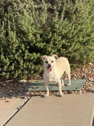 Found/Stray Male Dog last seen 142nd, Goodyear, AZ 85395