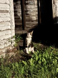 Found/Stray Unknown Cat last seen martin luther king and genesee, Lansing, MI 48915