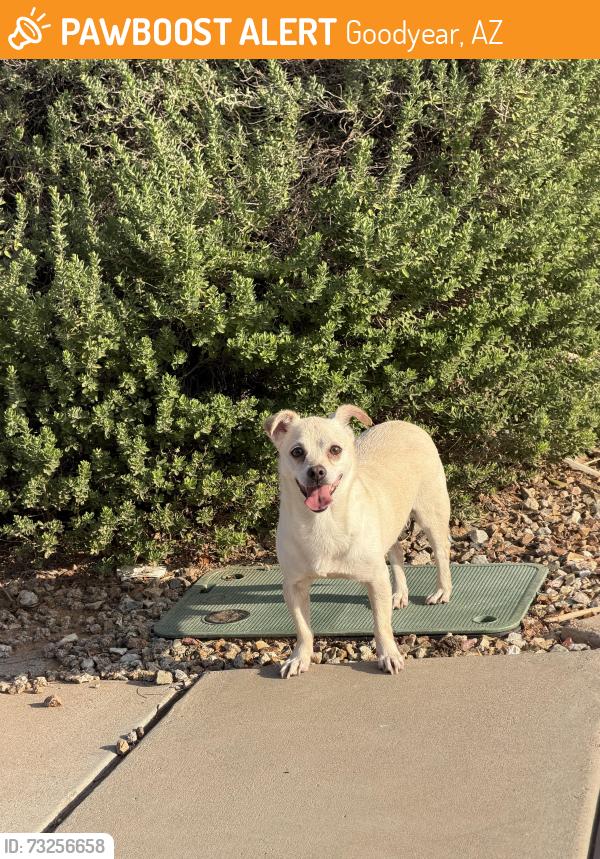 Found/Stray Male Dog last seen 142nd, Goodyear, AZ 85395