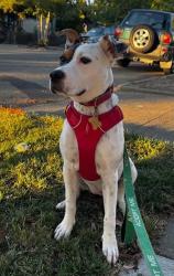 Reunited Female Dog last seen Near Cambridge Circle Vallejo, in Hyde Park, Vallejo, CA 94591