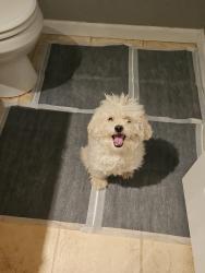 Reunited Male Dog last seen Iliff and Buckley, Aurora, CO 80013
