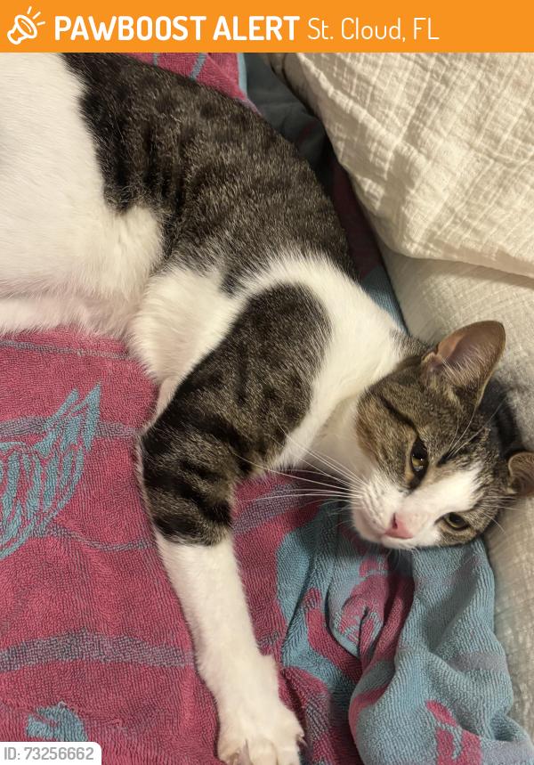 Found/Stray Female Cat last seen Whaleys creek, St. Cloud, FL 34772