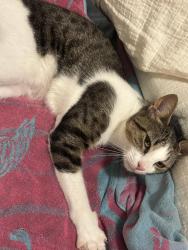 Found/Stray Female Cat last seen Whaleys creek, St. Cloud, FL 34772
